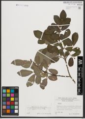 Foto von Salix appendiculata Vill.